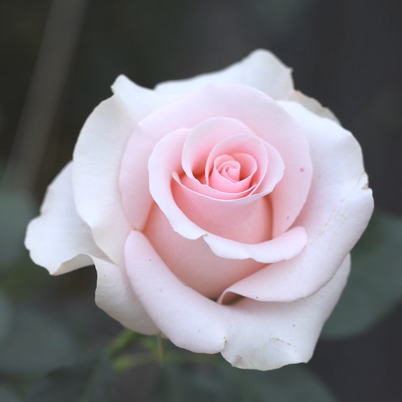 Mother’s Love Rose Bush For Sale 1 Melbourne Plant Nursery